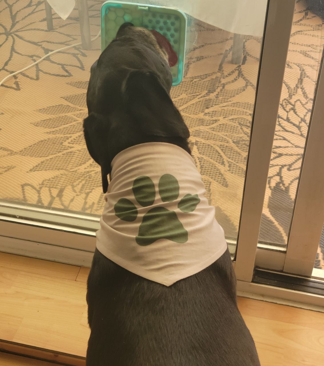 Milo, in a paw-print bandana, working at a mint-green lick mat suction-stuck to the patio door