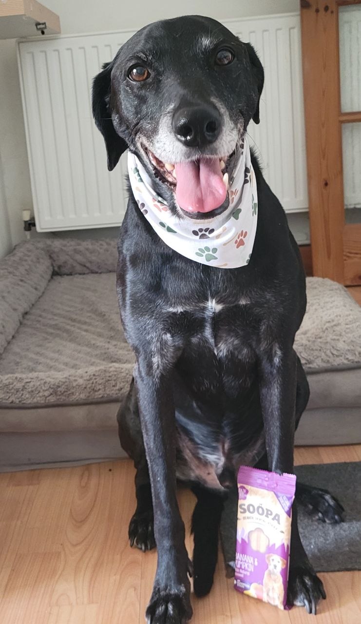Milo, our black Labrador × Lurcher, sitting indoors in a paw-print bandana with a purple packet of Soopa banana and pumpkin dental sticks between his front paws