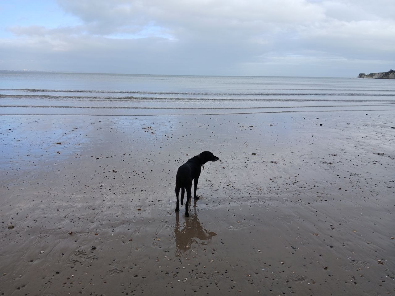 Milo the Labrador-Lurcher at Studland beach