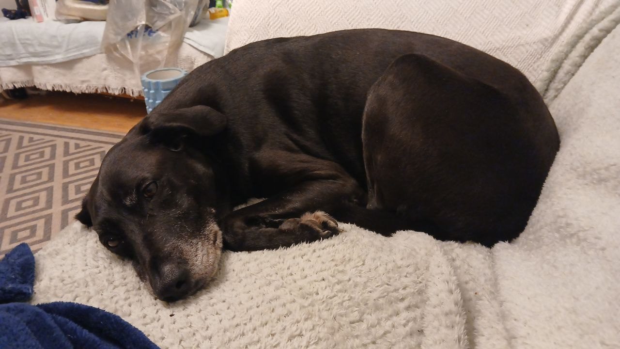 Milo the Labrador-Lurcher waiting expectantly for his dinner