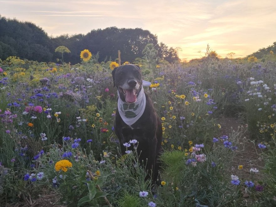 Milo, a black Labrador-Lurcher wearing his white Scout bandana, sitting and grinning in a wildflower meadow at sunset